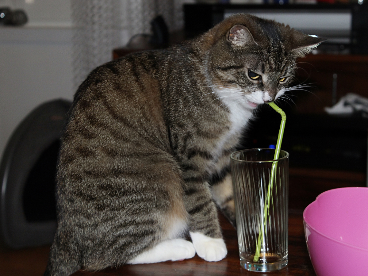 Да, товарищи! Кошки способны запоминать события «что» и «где» на долгое время, если те имеют эмоциональную окраску. А посему непоследовательность в воспитании и правилах вызывает у питомцев когнитивный диссонанс. Фотография: Andy Miccone, CC0