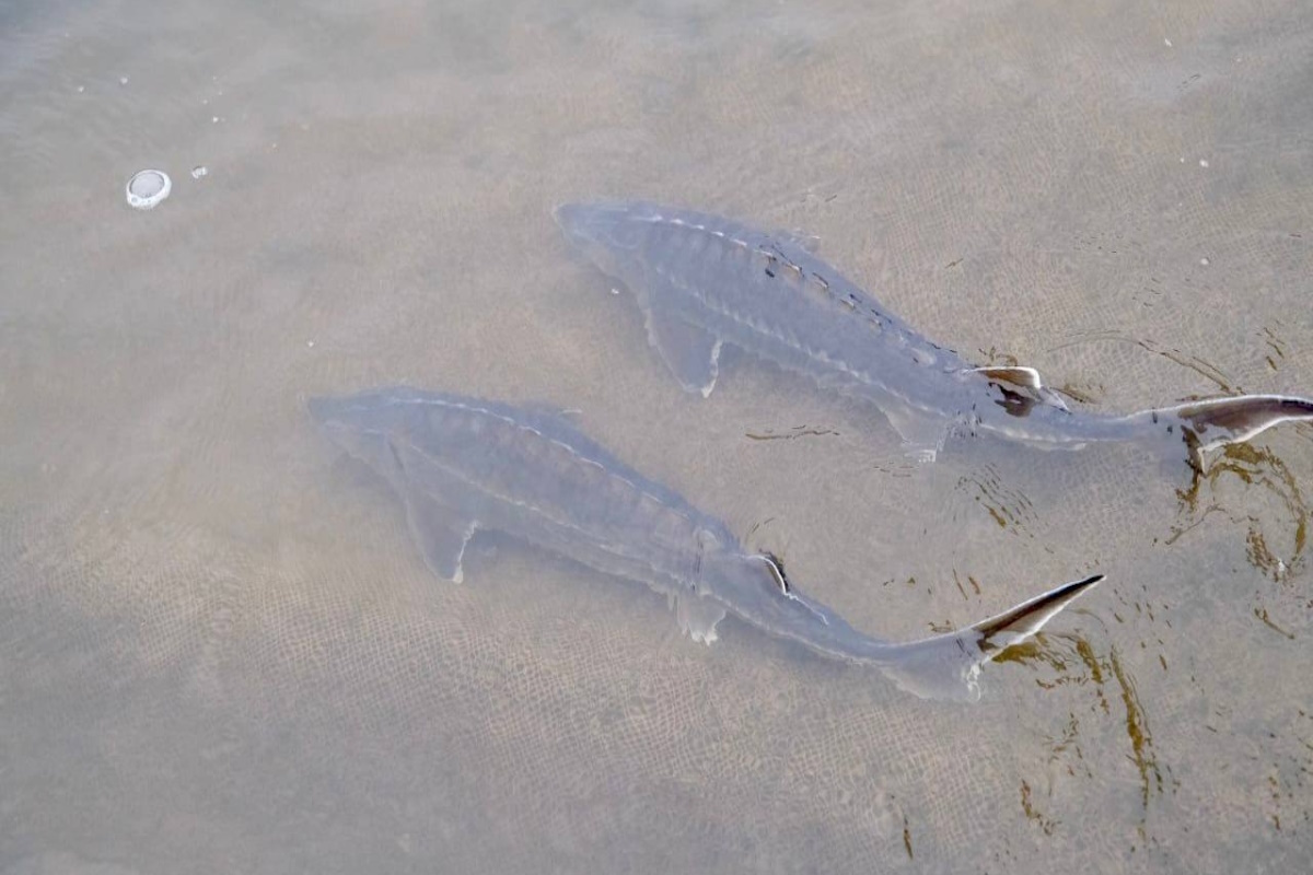    Фото: министерство сельского хозяйства и рыбной промышленности Астраханской области, источник: abnews.ru