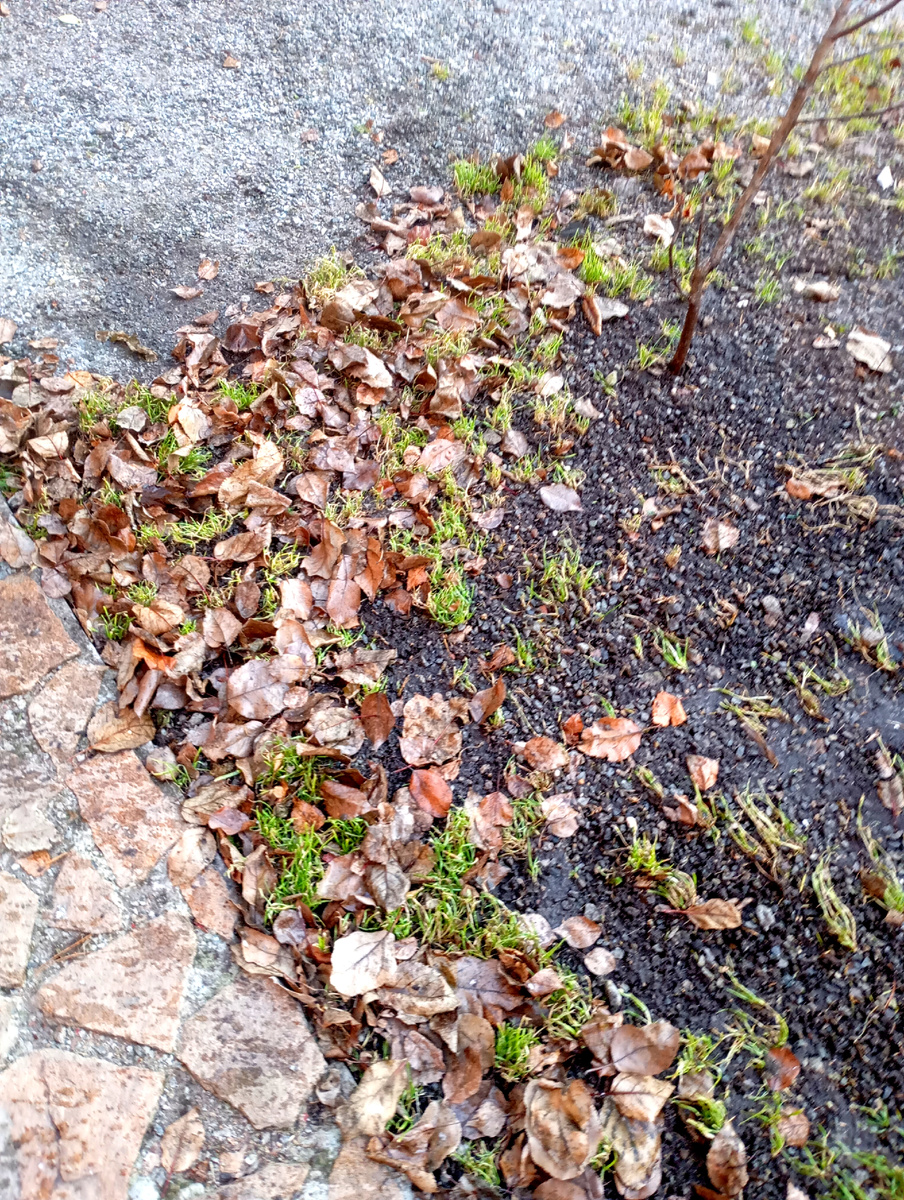 Опять ое абт осенние листья.