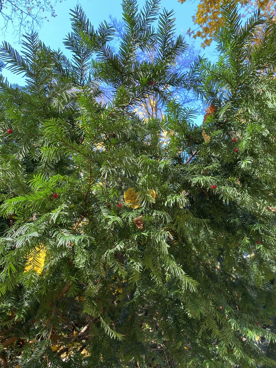 Ландшафтный парк в Калиниграде.