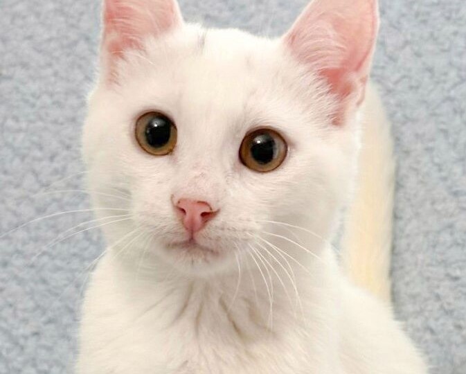 Хозяева выкинули котенка. Срочный поиск дома!