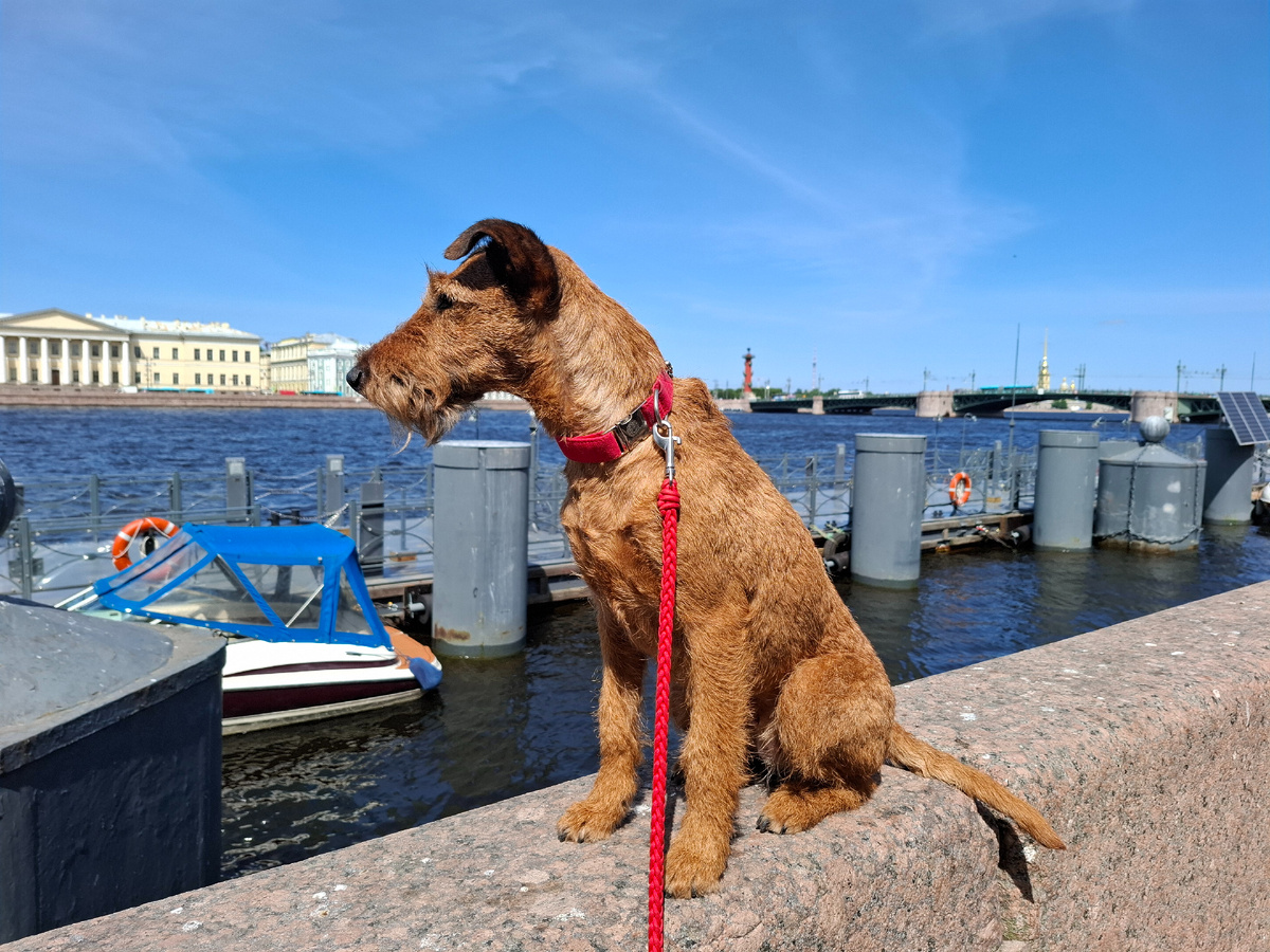 Айне на берегу Невы