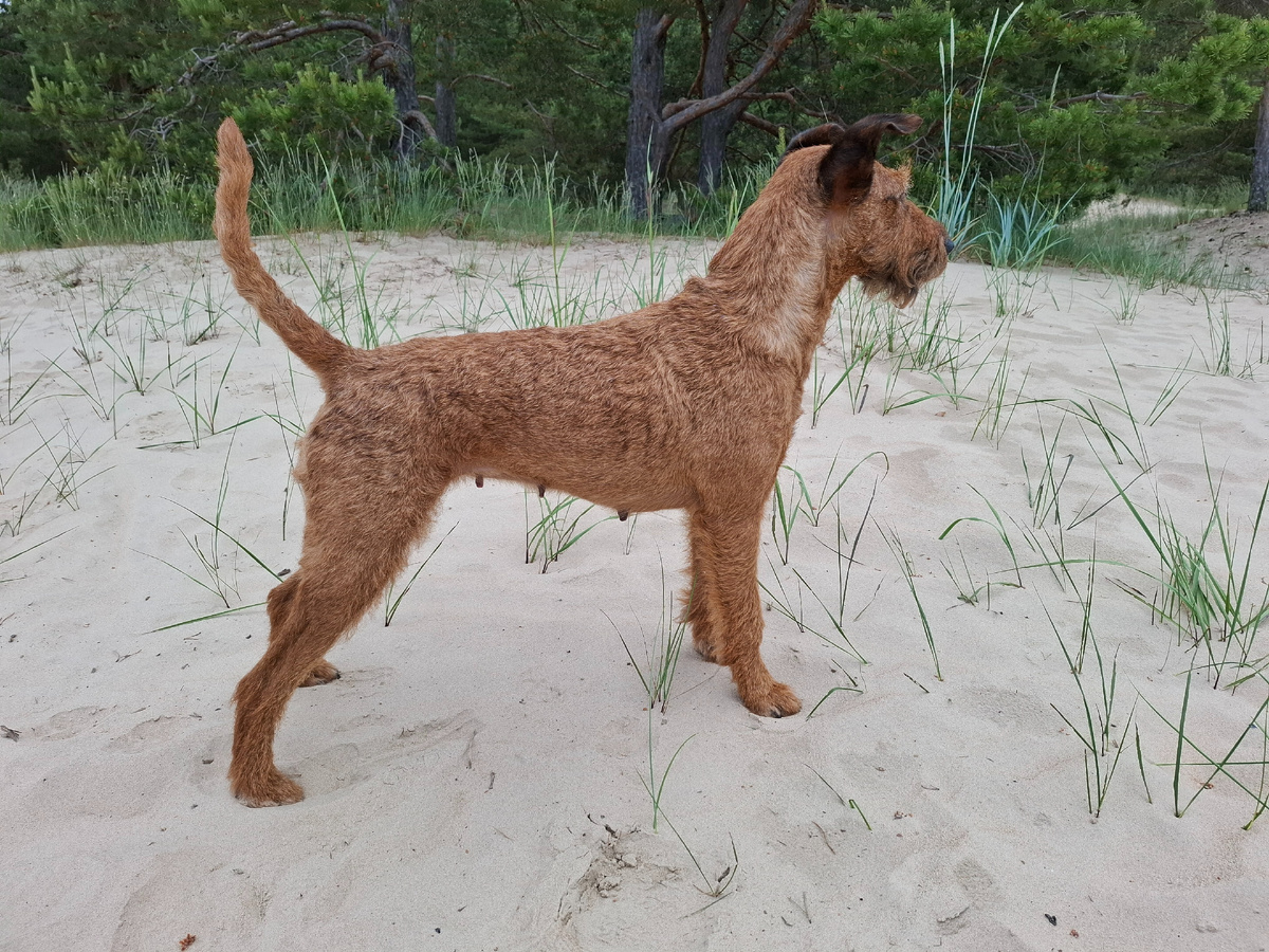 И в Сосновом Бору