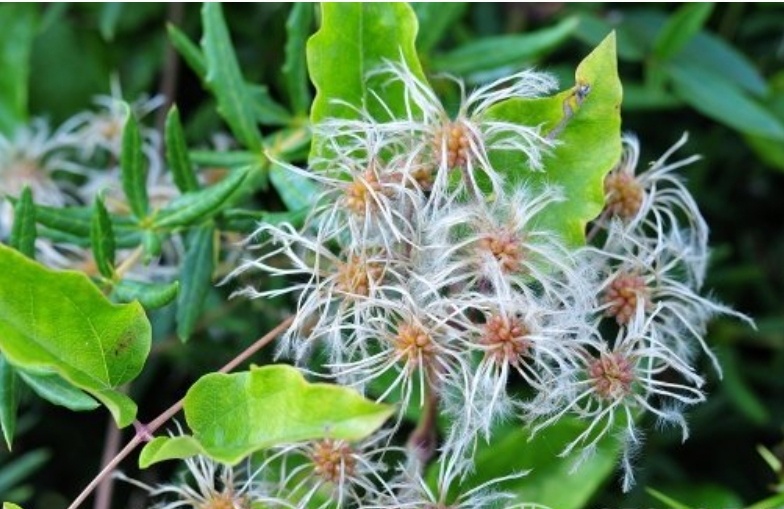 После окончания цветения на побегах остаются пушистые головки семянок, которые состоят из многочисленных орешков, снабженных ворсистыми «клювиками» и «перышками» разной длины. Они то нам и нужны. 