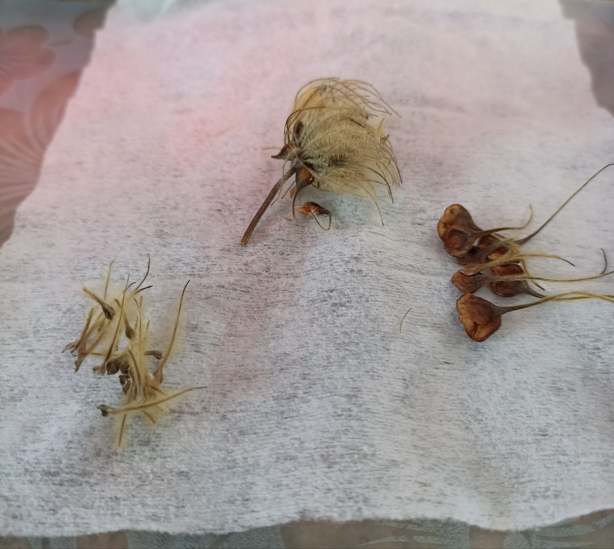 Мои семена в целом можно разделить на три группы. 