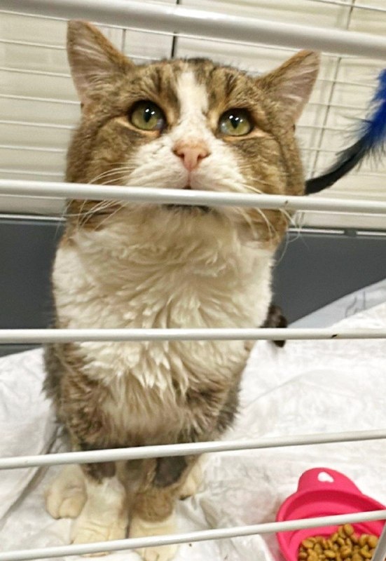 Барсик ПОСЛЕ. Фото из архива автора