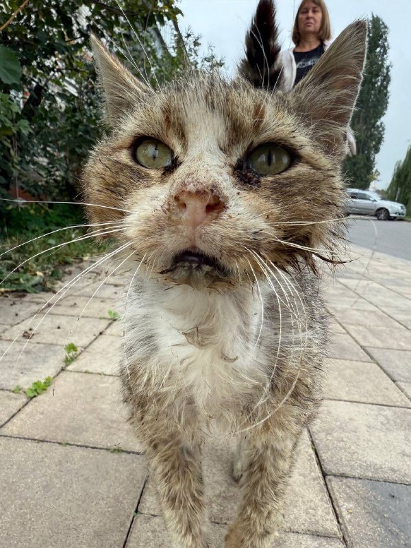 Барсик ДО. Фото из архива автора