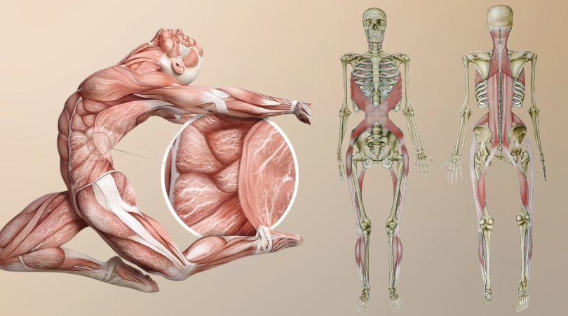 "Не мышцы, а фасции": почему болит спина, даже если вы занимаетесь спортом