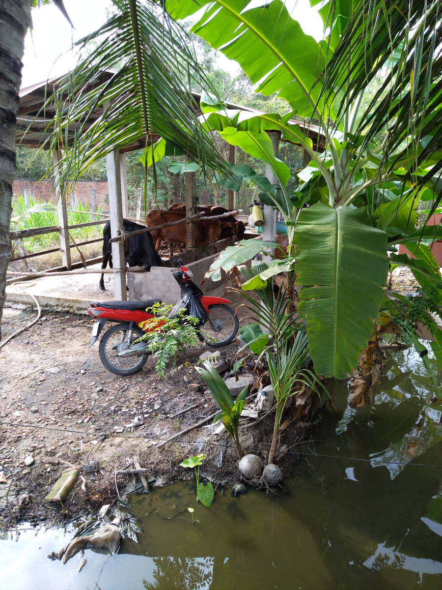 Бурёнки это бизнес. Молоко во Вьетнаме не популярно. Бычки идут на мясо.
