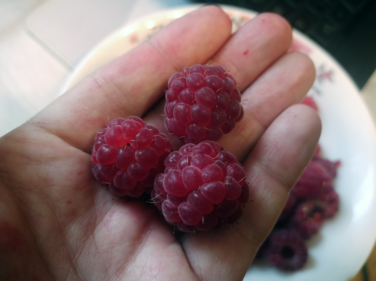 22 ноября 2025 года. Малина только что с куста