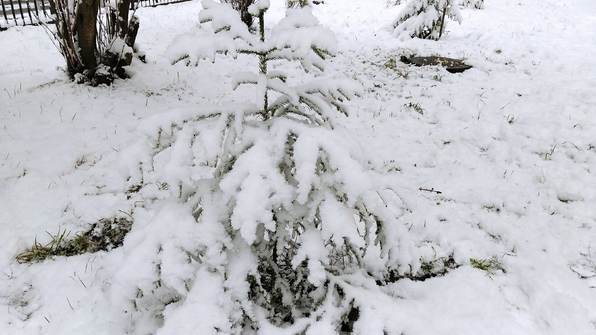Елочка, так и хочется спеть: "Маленькой елочке...".