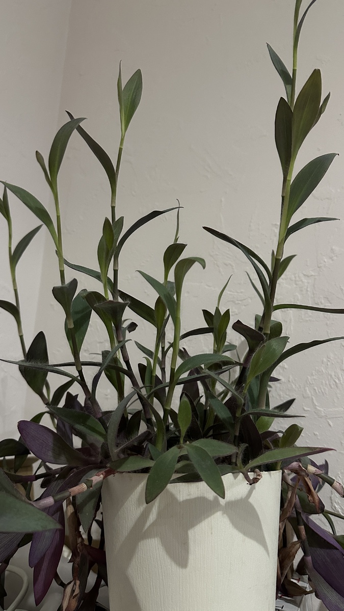 Разница видна невооруженным глазом. Летом и зимой. И то, насколько она нуждается в обычном свете.