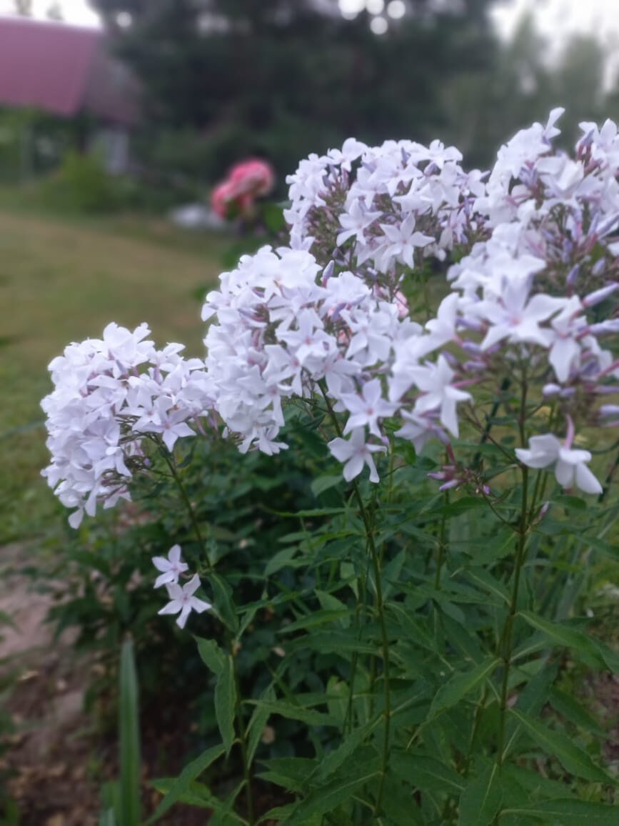 4. Морская пена