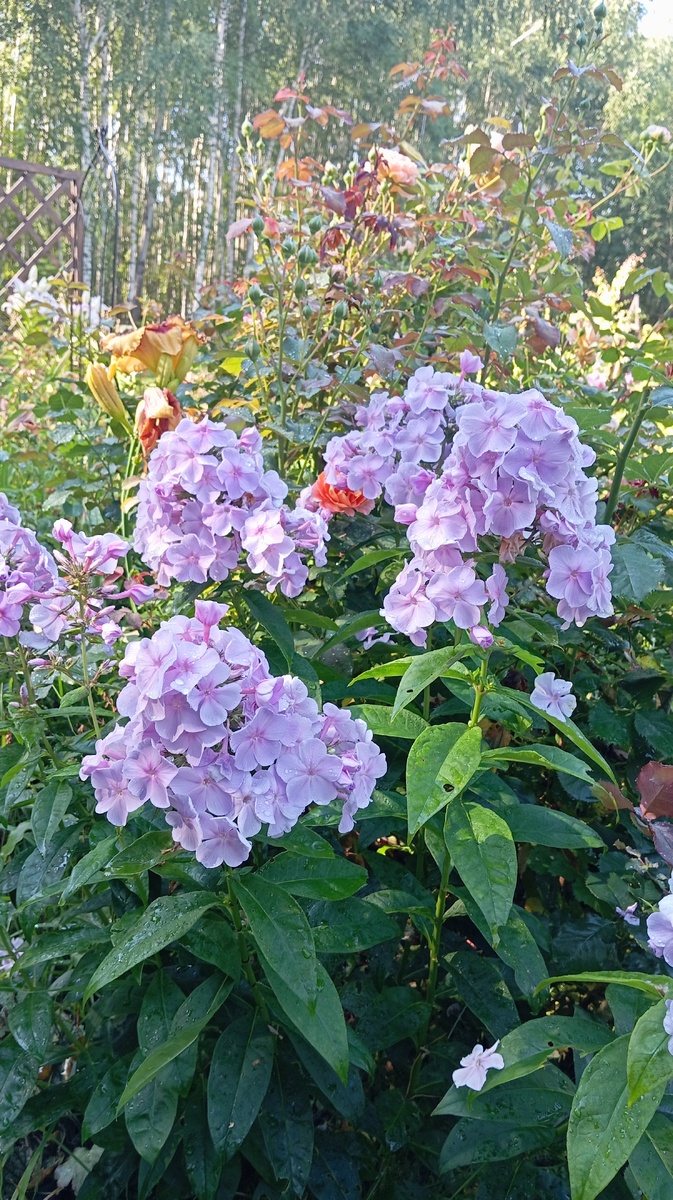 2. Росинка. В галерее 13 фото, листайте