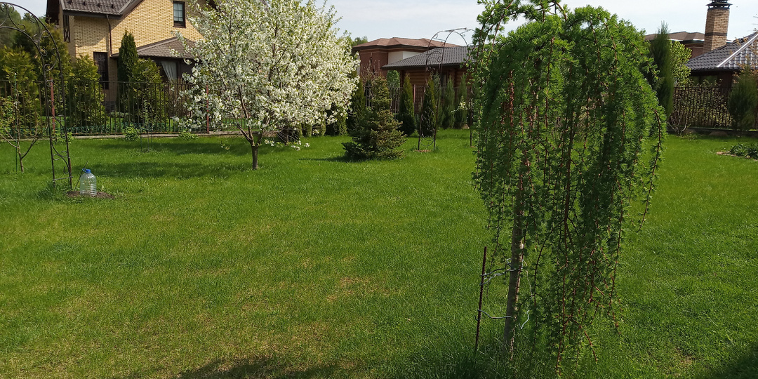 Санитарная и формирующая обрезка лиственницы Stiff Weeper.