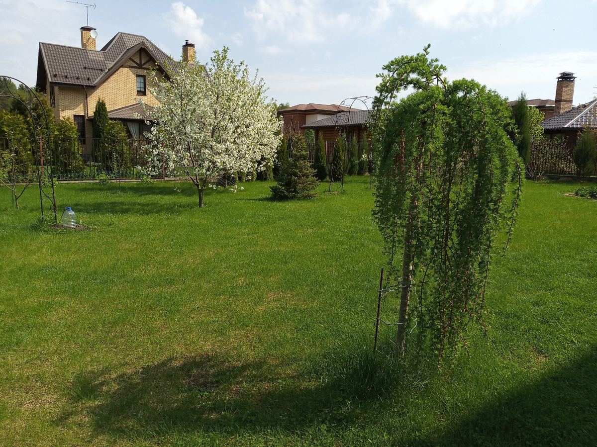 Лиственница японская ‘Stiff Weeper’ Стифф Випер 2021 год