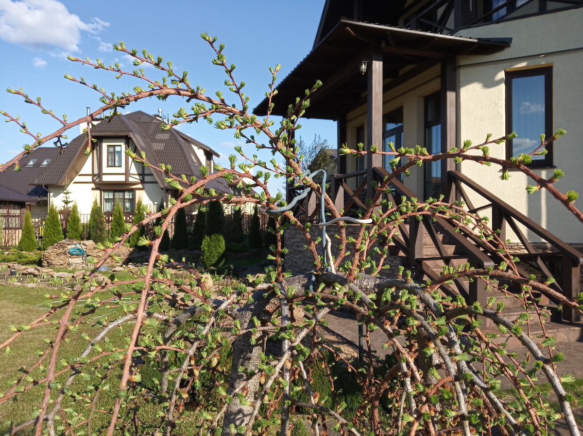 Как увеличить высоту дерева с плакучей кроной 