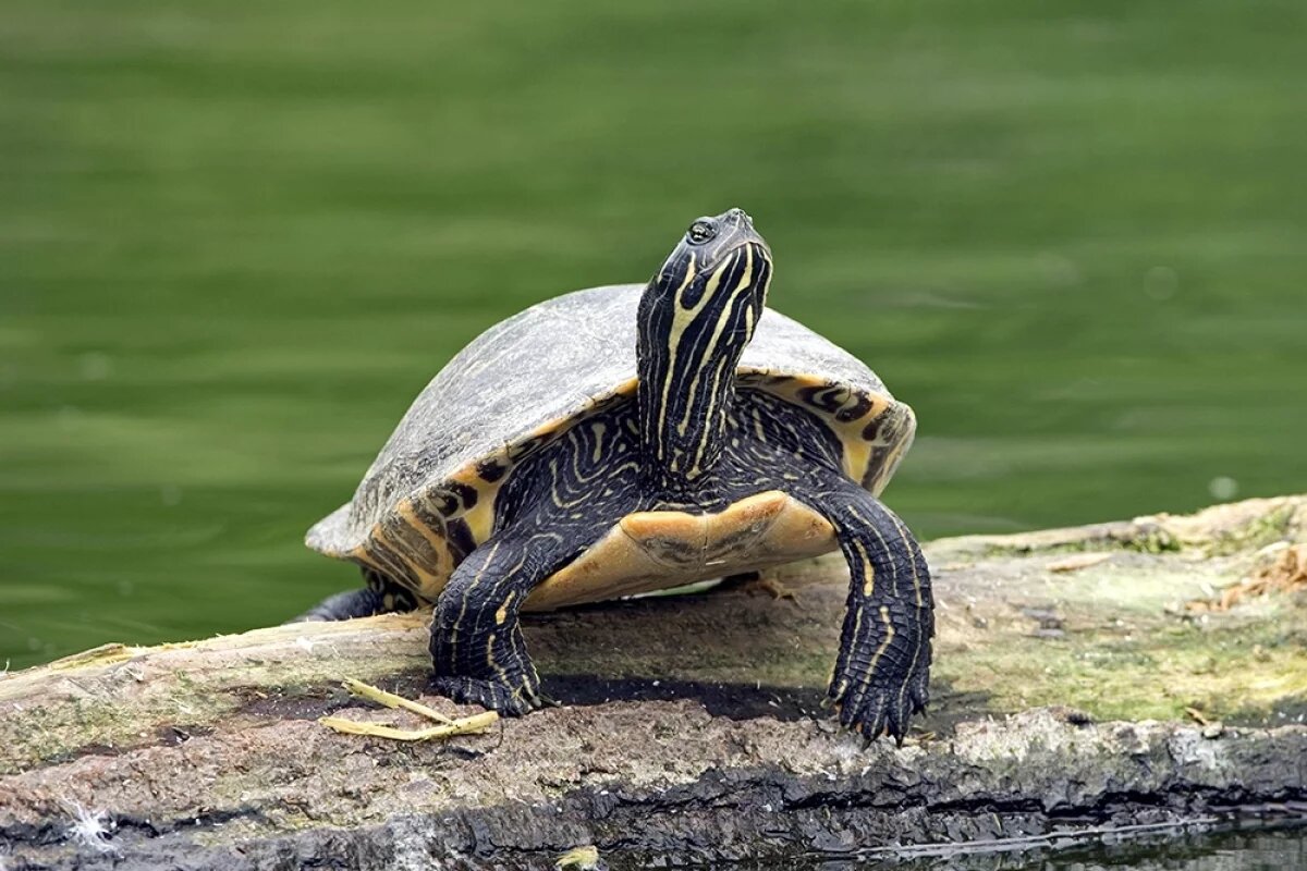    Умерла 141-летняя черепаха из зоопарка Сан-Диего
