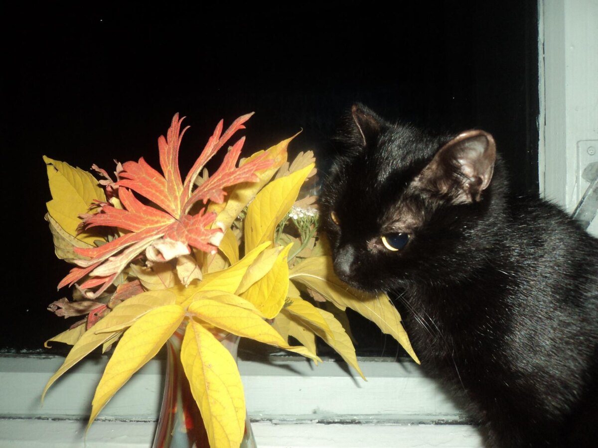 Та самая кошка😉