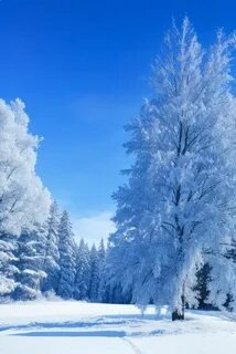 Шедеврум. Зимняя красота.