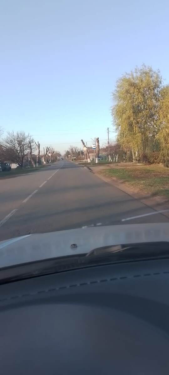 Пеньки высокие