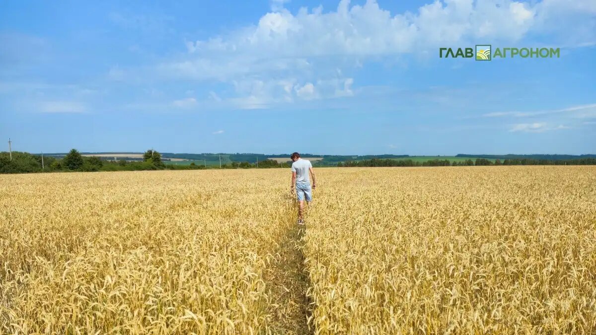 Фото:© Артем Борисов / Glavagronom.ru
Кадры в растениеводстве: число вакансий в 2025 году увеличилось вдвое, самые востребованные специалисты — агрономы