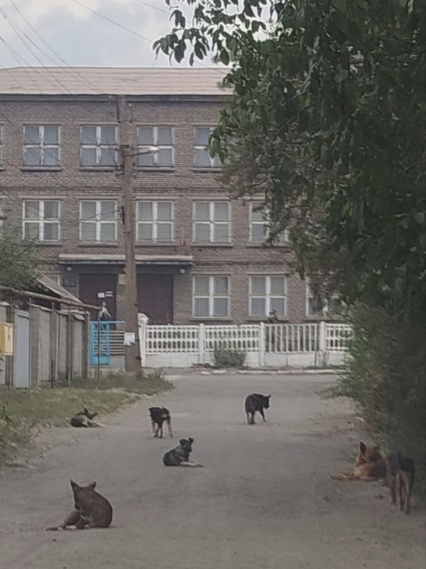    Бездомные собаки нападают на людей в Луганске и Алчевске. Как реагируют власти ЛНР?