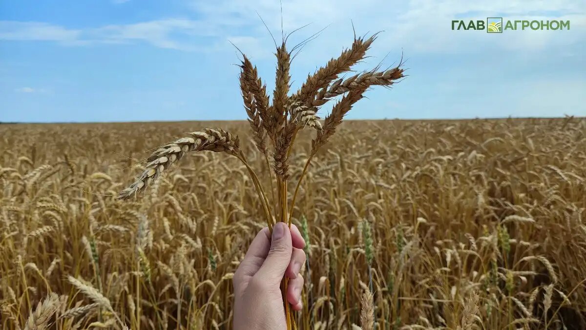 Фото:© Артем Борисов / Glavagronom.ru
В Адыгее создадут первый в России цифровой ассистент селекционера