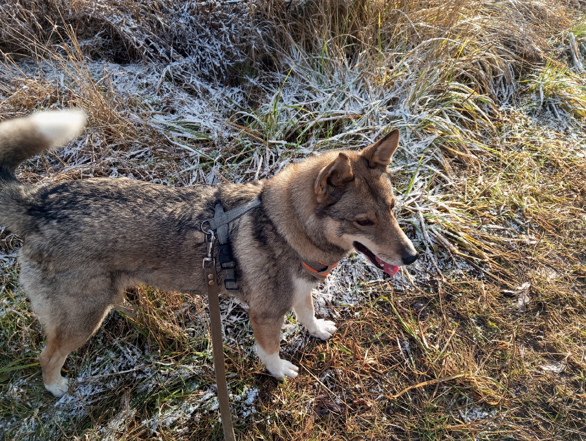 Зайка- призванная красавица 