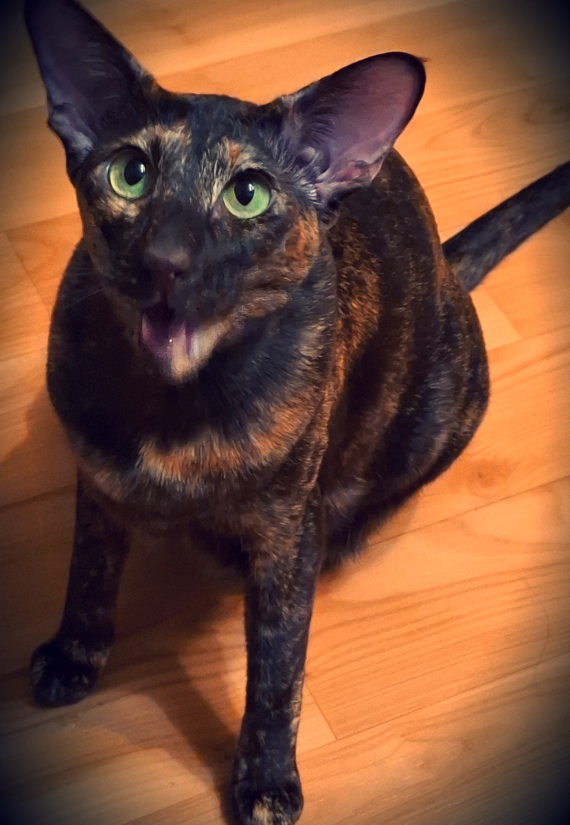 Мамаша, звезда в шоке, какое выселение? Откуда тогда контент брать будете?