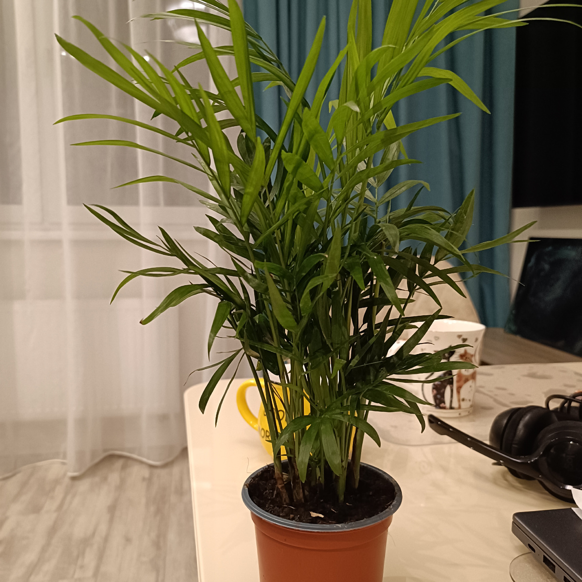 Купила на работу. Теперь думаю дома его оставить🪴