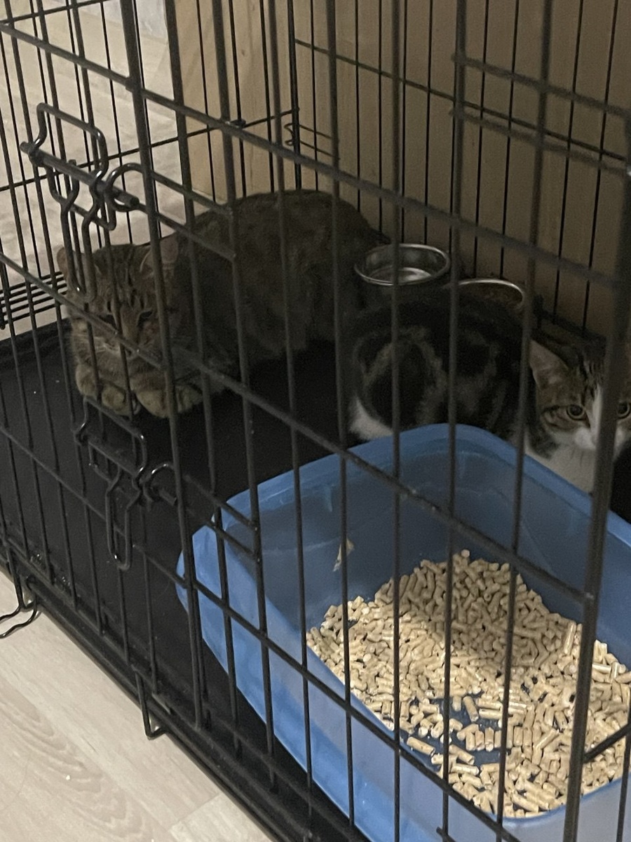 И в горе, и в радости, и в клетке