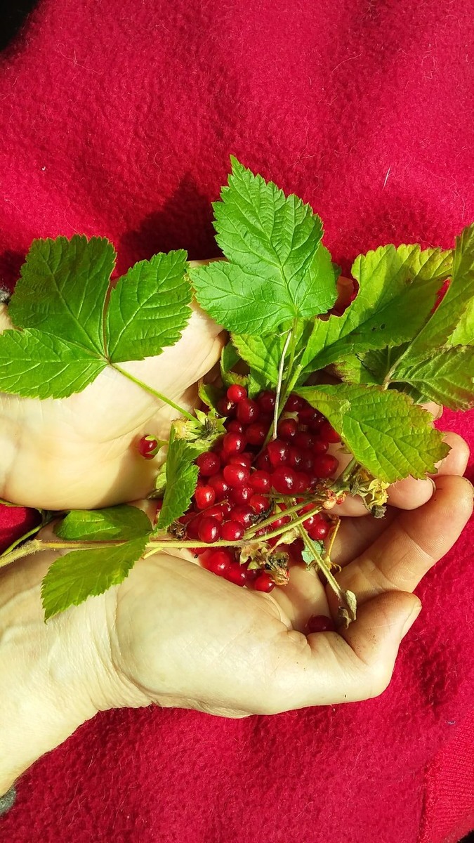 Костяника. Фото автора.