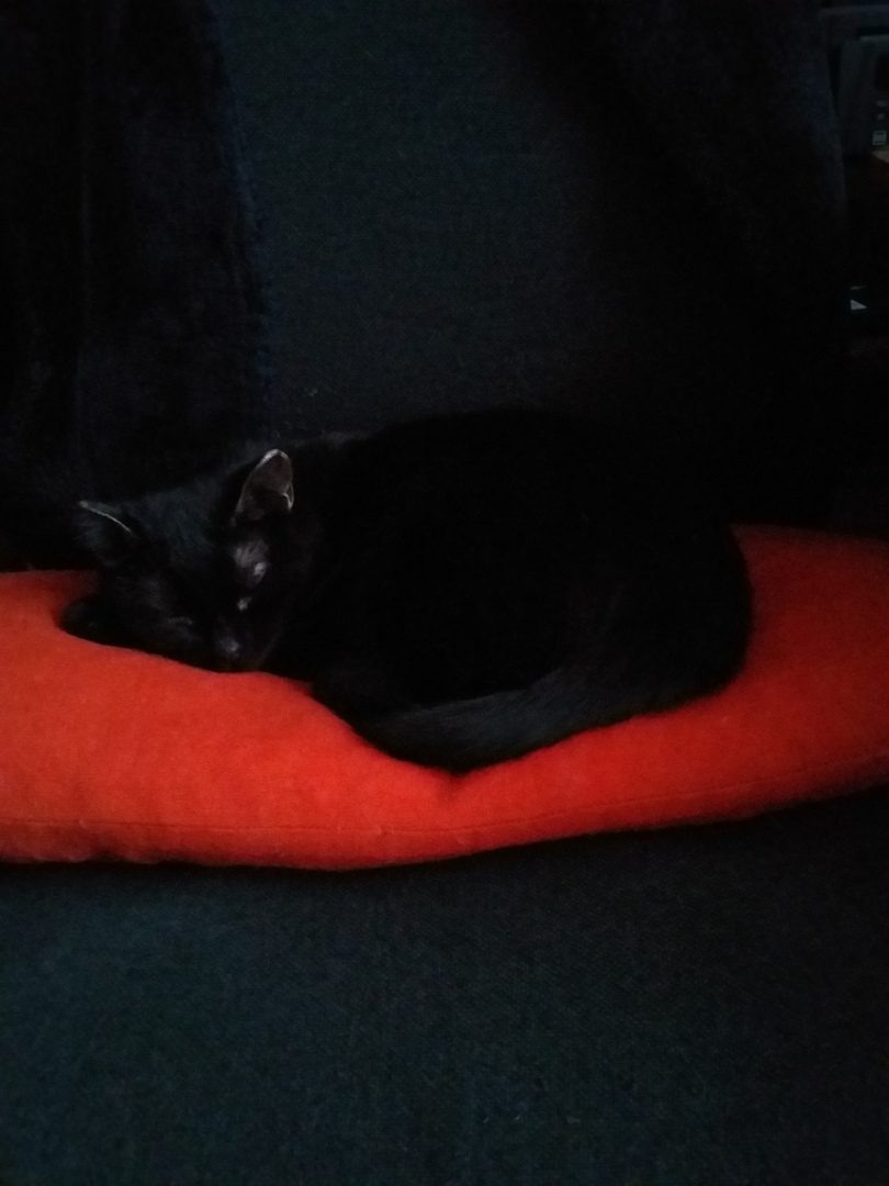 Спокойный сон - залог здоровья!😴Фото автора.