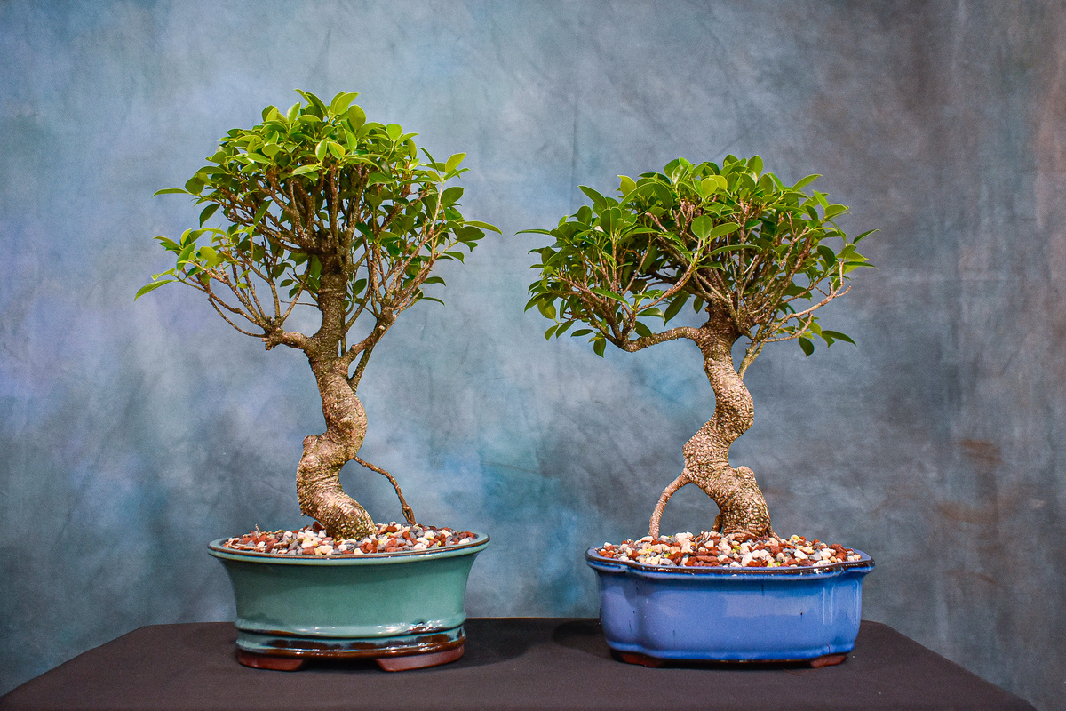Фикус (Ficus microcarpa / retusa / ginseng)