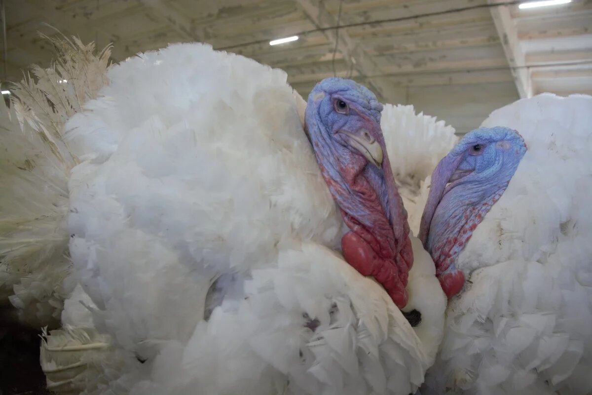    Президент США Трамп помиловал двух индеек в преддверии Дня благодарения