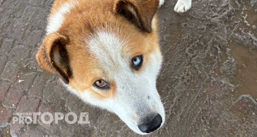    Следственный комитет России взял на контроль вопрос безнадзорных собак в одном из городов Коми