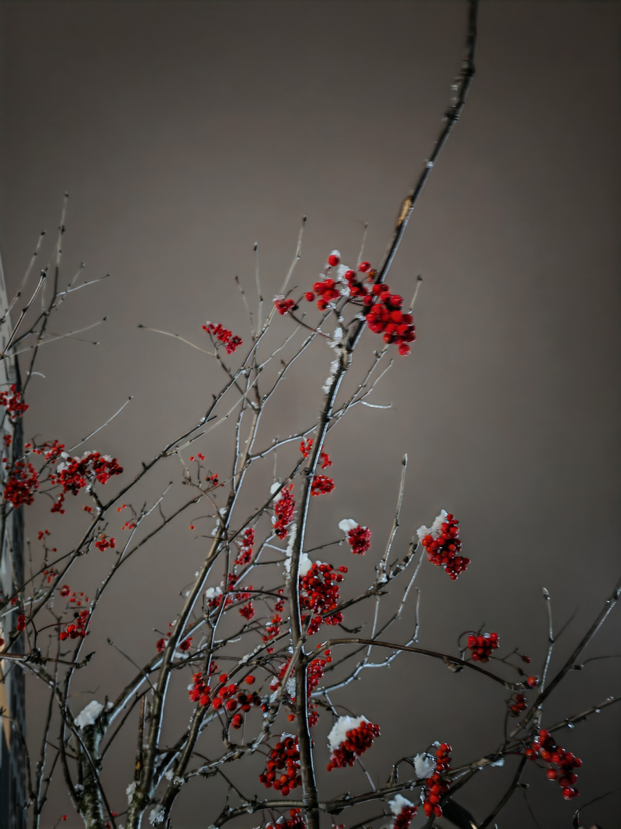 Рябины на фоне тёмного неба. 