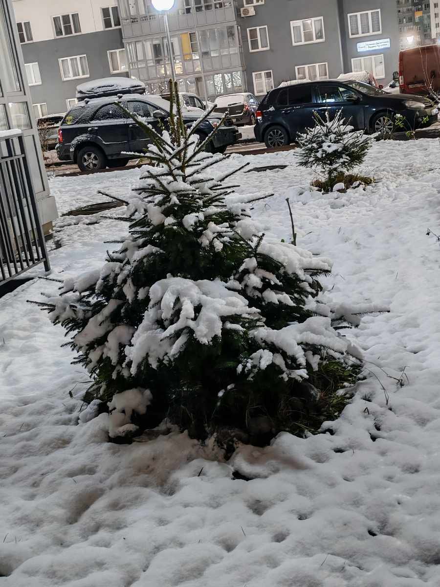 Любимая ёлочка растёт помаленьку. 