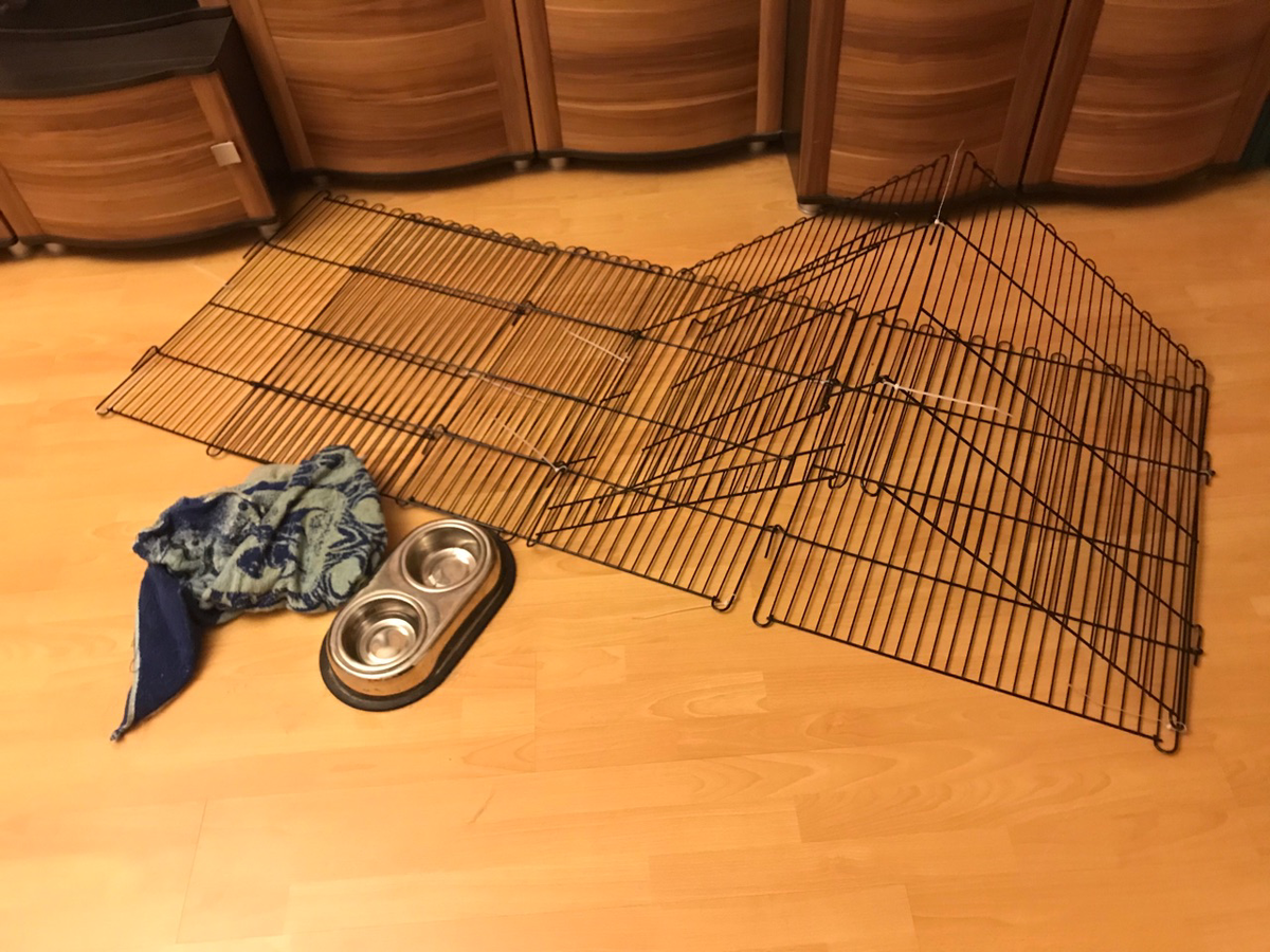 При совершении данных манипуляций не пострадала ни одна корги