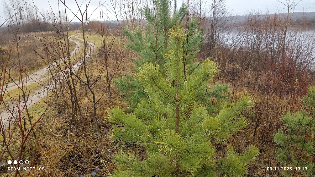 Ноябрь - месяц пасмурных дней с дождями. Фото автора.