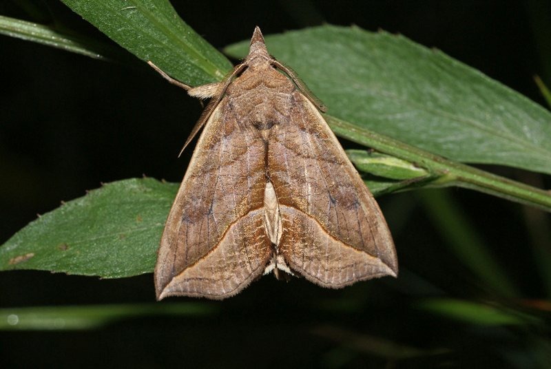Внешний вид бабочки, не выделяющийся среди остальных, однако достаточный для того, чтобы успешно маскироваться ночью среди веток и листьев.