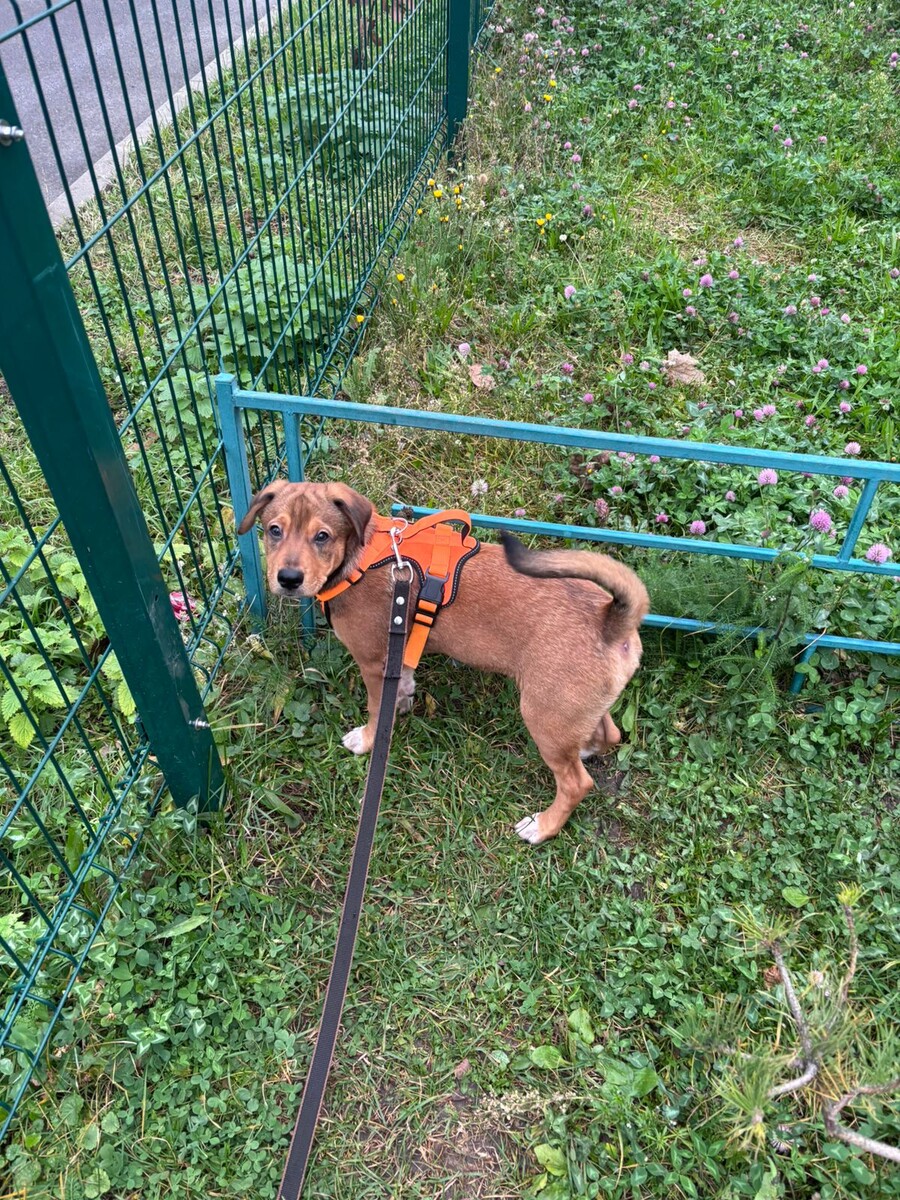 На улице часто спрашивают, какая порода собаки, даже не знаю почему, возможно из-за удачного окраса. Отвечаю чётко, что породы никакой нет. Сейчас это очень красиво называется «метис».