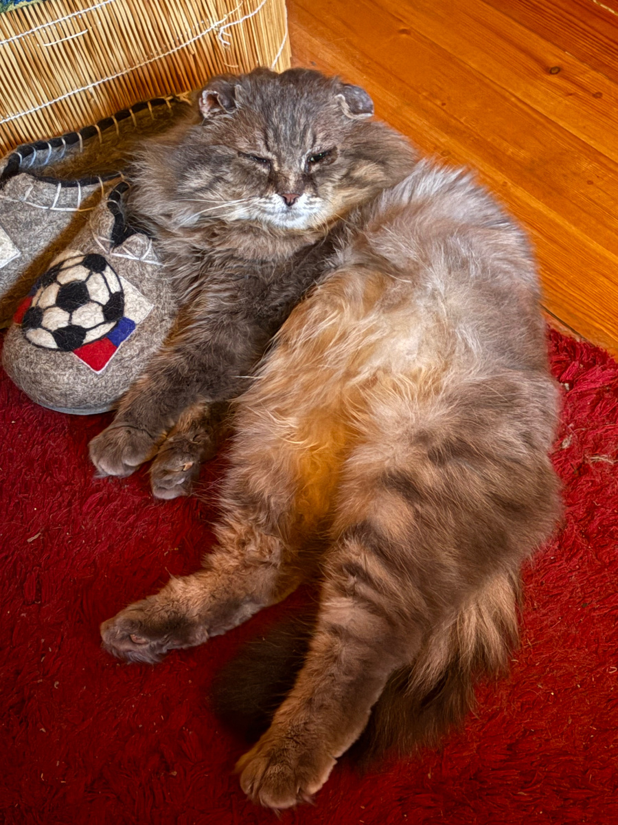 Филины любимые тапочки! Везде фото автора.