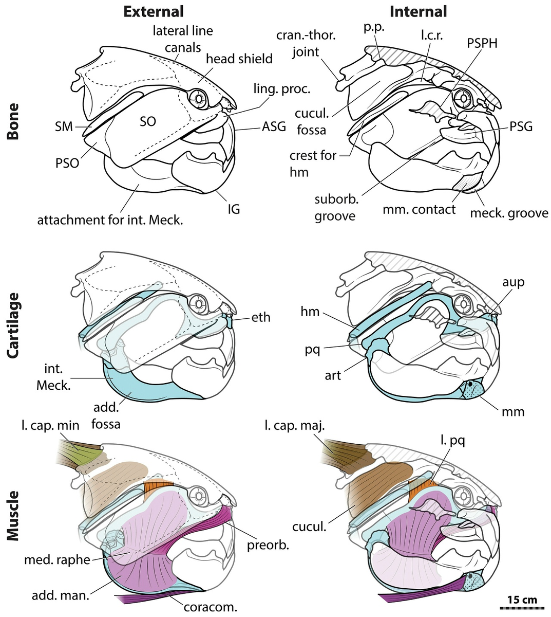 Строение черепа дунклеостея
