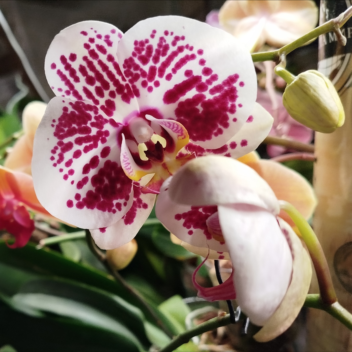 Начало роспуска фаленопсиса Хот спринг в первом домашнем цветении