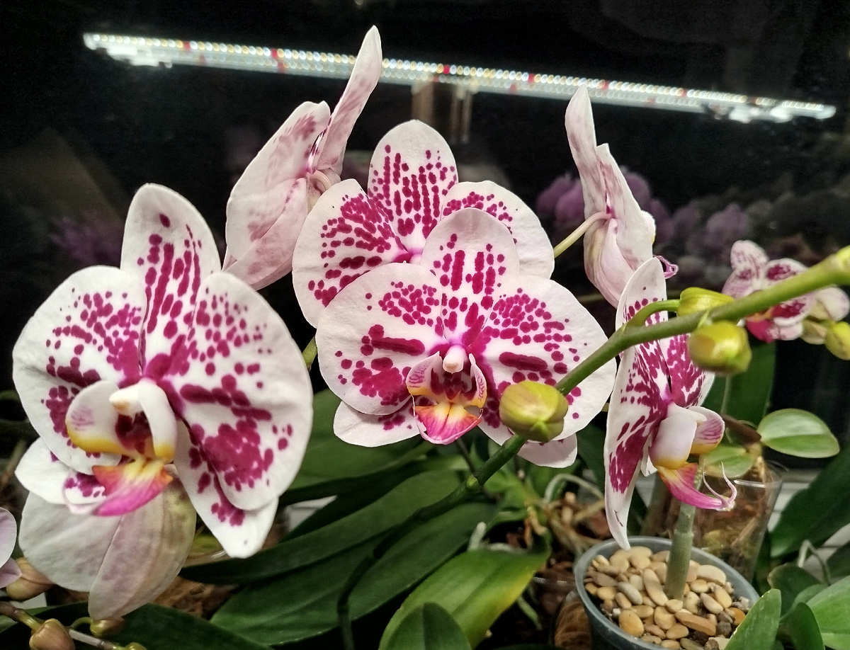 Фаленопсис Хот спринг (Hot spring, горячая весна)