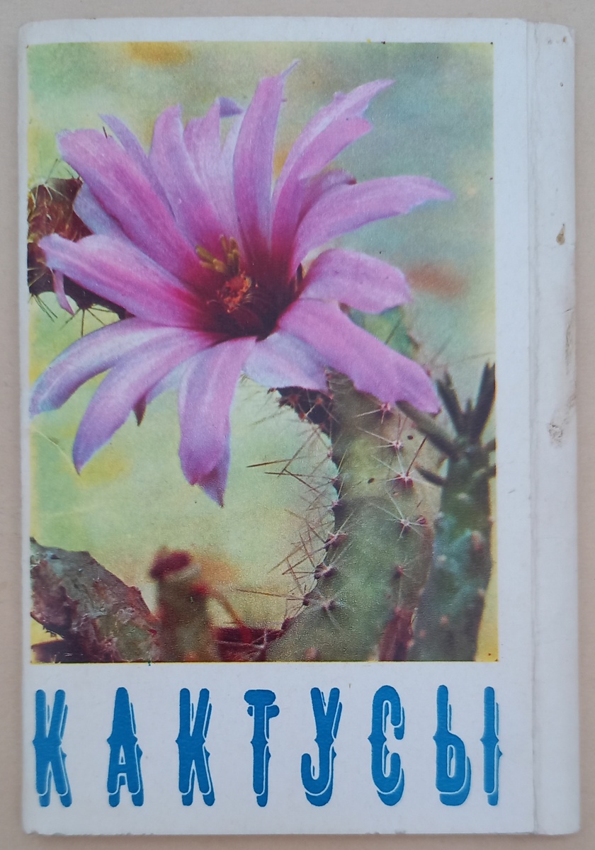 Обложка к набору открыток 1972 г. "Кактусы". Фото В. Тихомирова. Из коллекции автора.