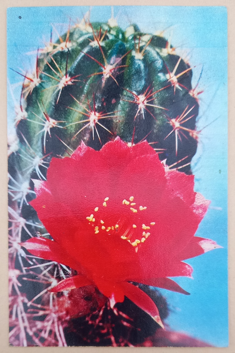 1. Кактус Лобивия изменчивая красно-белая. Фото В. Тихомирова. Из набора открыток 1972 г. "Кактусы".