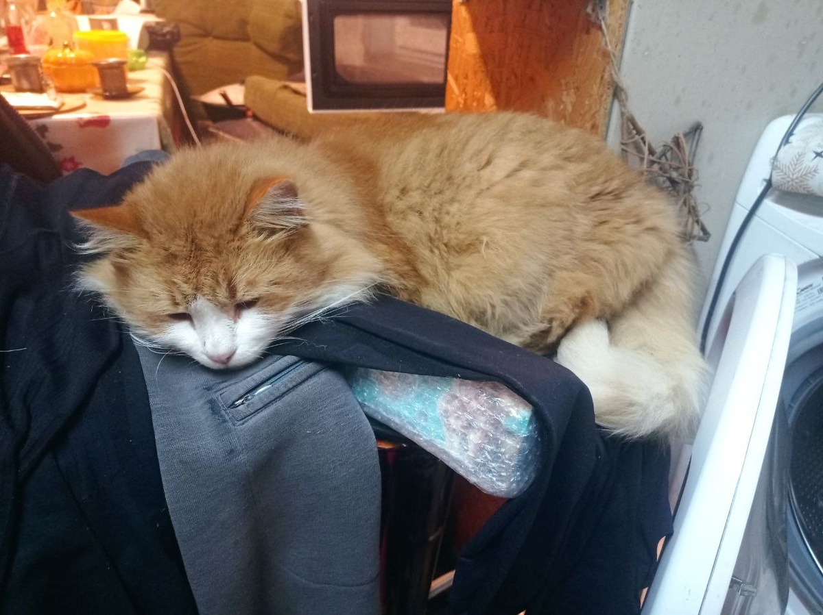 "Наработавшийся" и уставший за день Персик